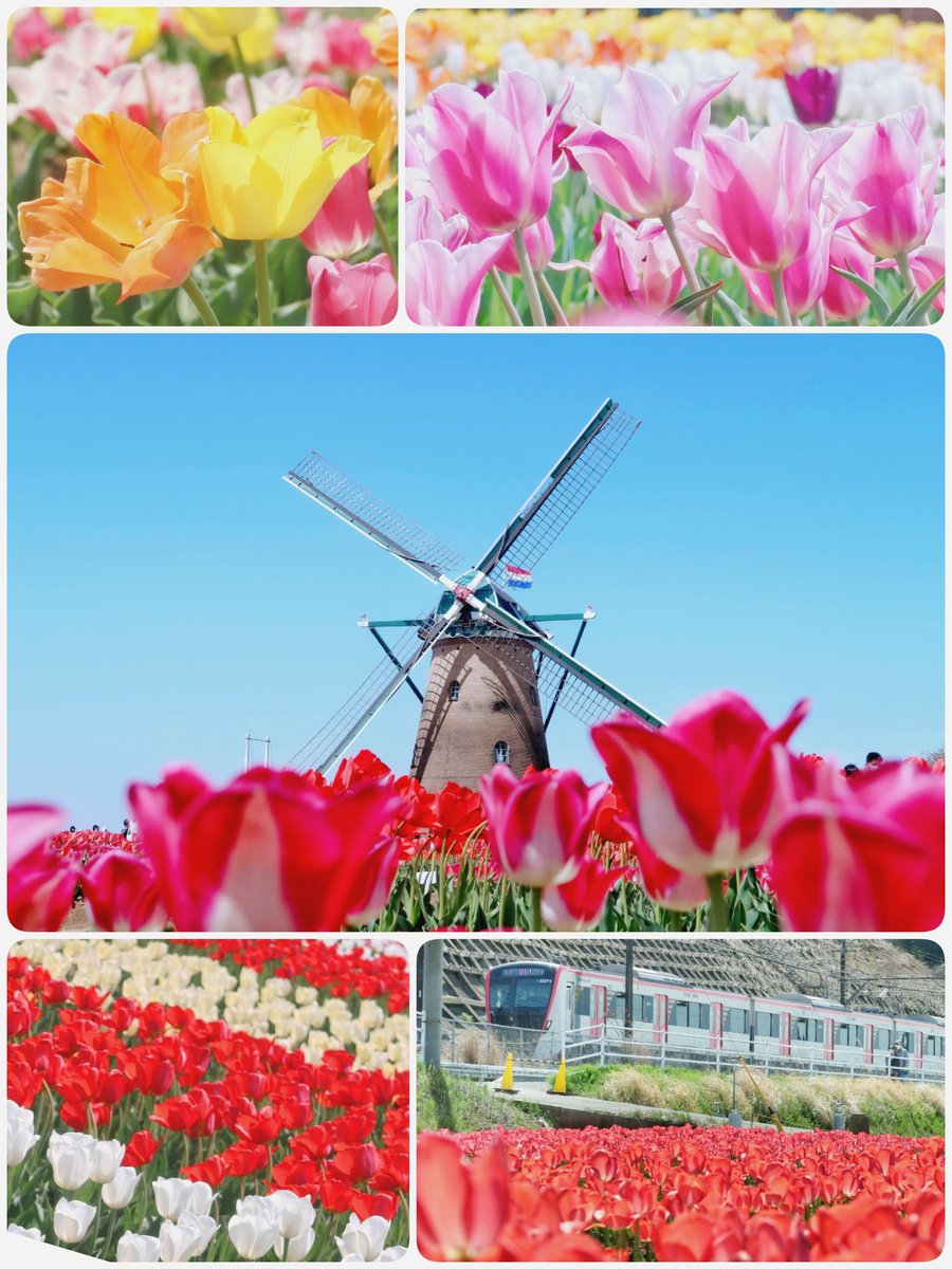 千葉 佐倉チューリップフェスタ22 4月24日まで延長 関東最大級のチューリップが咲き誇る春の祭典 入場無料