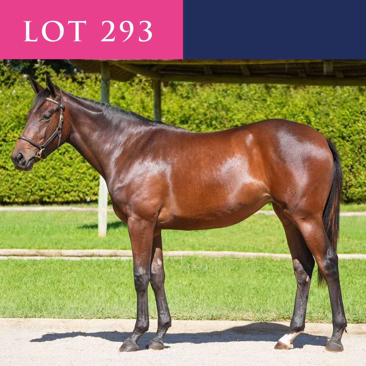 RoyalMoStallion's tweet photo. WATCH THE TRACK, THEY’RE COMING!
🏇
 LOT 293: Filly by Royal Mo out of Banking April. Available at the National Yearling Sale on the 28-29th of April 2022.
·
#horses #horseracing #horsesofinstagram #breedinghighlights https://t.co/OQQWc8cBPF