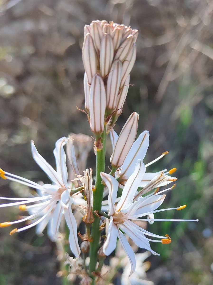 Asfódelo, varilla de San José o gamoncillo es una planta mediterránea que puede alcanzar dos metros de altura. En la Mitología Griega se la relacionaba con los muertos que no merecían premios ni castigos, cuyas almas eran enviadas a la región del Hades llamada Prados Asfódelos.