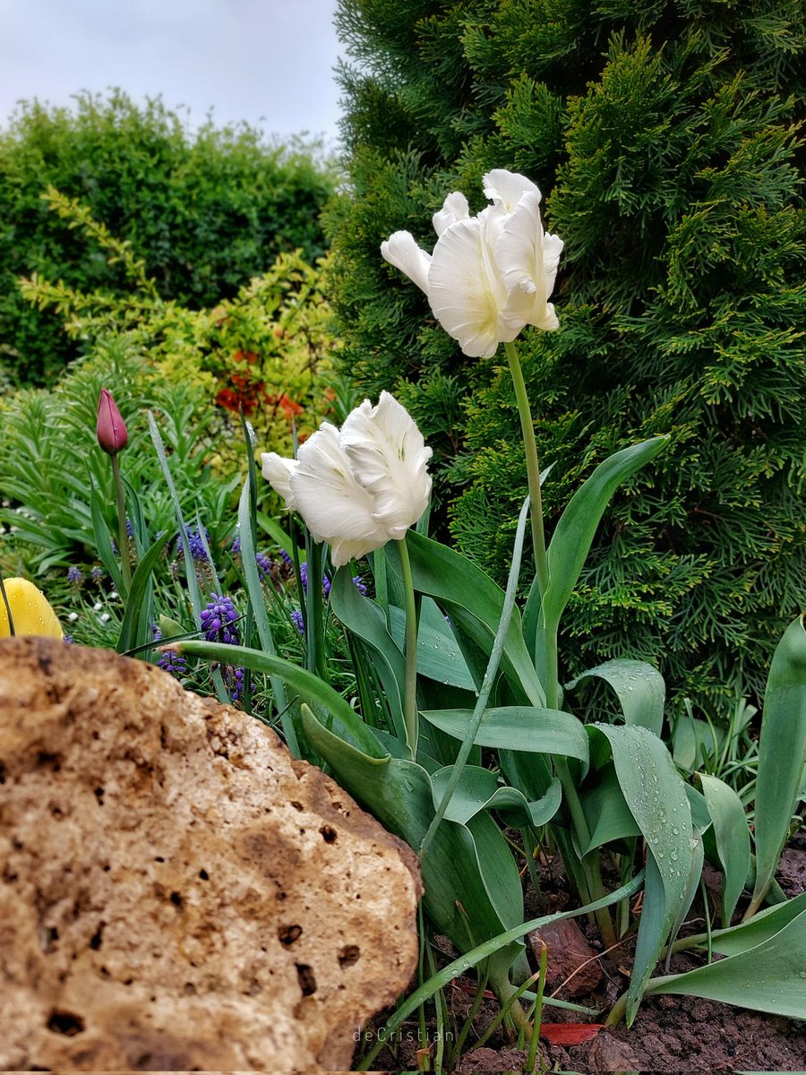 deCristian_'s tweet image. Colours of spring. #mobilephotography #cutelefonul #samsunga52s #snapseed #mygarden