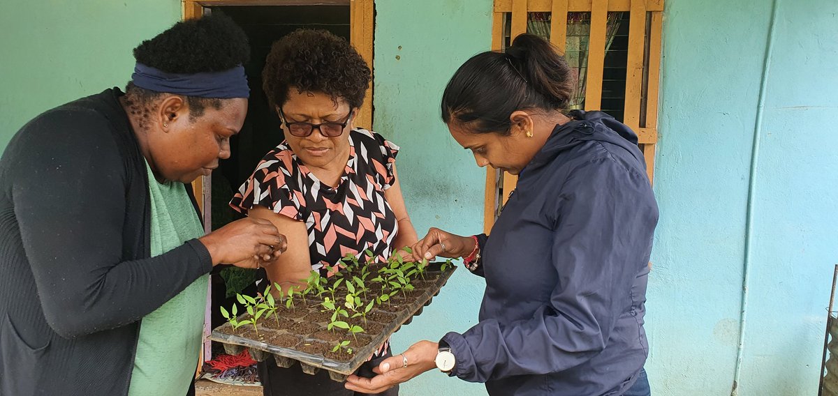 AradhanaDeesh's tweet photo. PASS-CR PhD scholars carry out fieldwork with supervisor Dr. Mereia Fong in Western Viti Levu Fiji to make assessment on insect pest on crop of interest (Leikitah - broadmites on capsicum and Aradhana - thrips on eggplant). https://t.co/dqTEvn1oG0