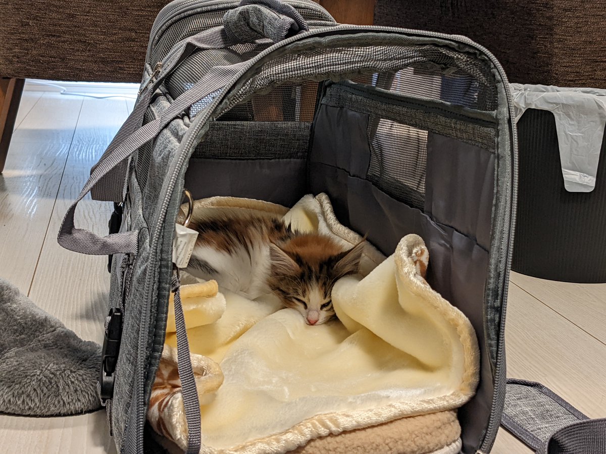 mjaodon's tweet photo. 2022年4月2日(土)に生後２ヶ月のノルウェージャンフォレストキャットをお迎えしました

2月3日産まれ女の子で名前はのるです

#ノルウェージャンフォレストキャット
#猫
#ねこ
#猫のいるくらし
#猫のいる暮らし https://t.co/VKr3GkCmeo