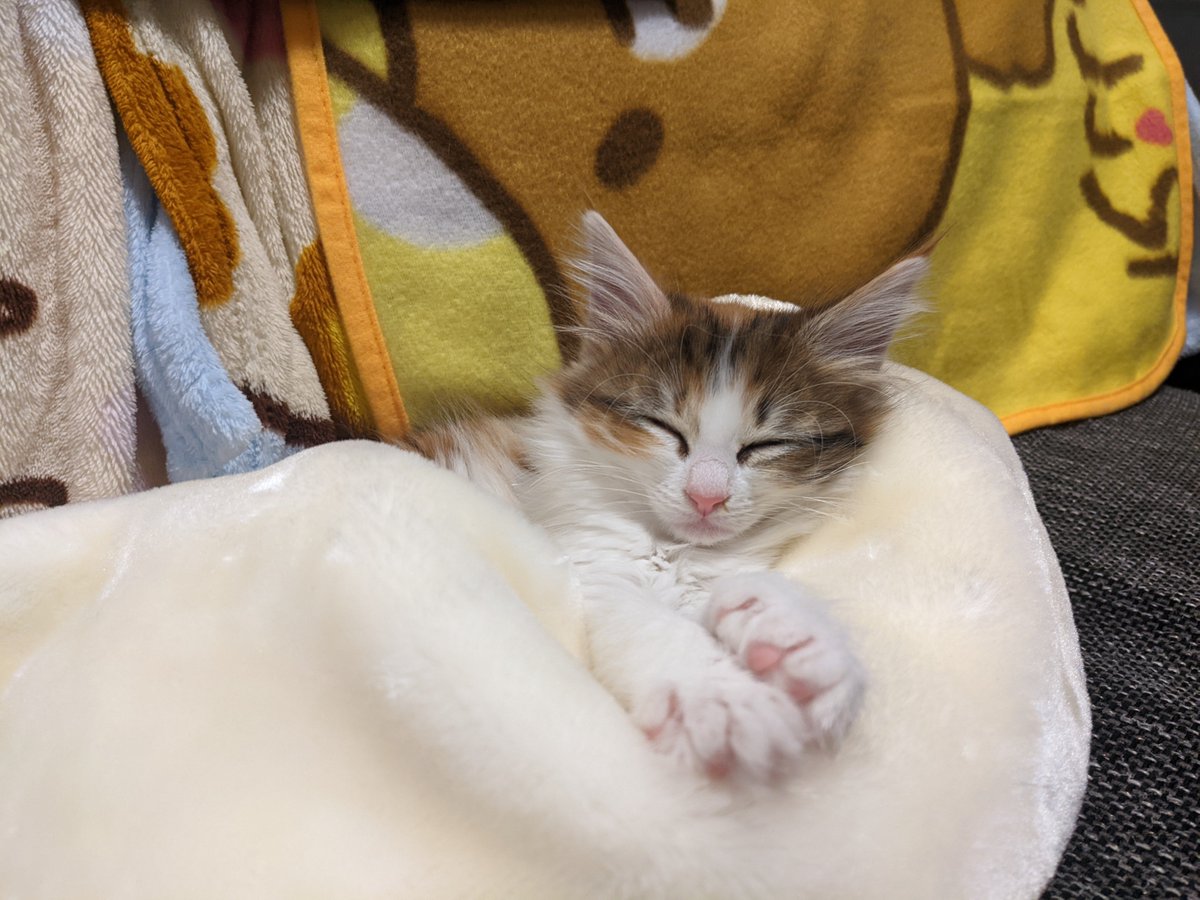 mjaodon's tweet photo. 2022年4月2日(土)に生後２ヶ月のノルウェージャンフォレストキャットをお迎えしました

2月3日産まれ女の子で名前はのるです

#ノルウェージャンフォレストキャット
#猫
#ねこ
#猫のいるくらし
#猫のいる暮らし https://t.co/VKr3GkCmeo