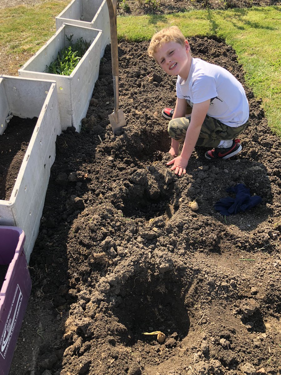 HelenPrice89's tweet photo. Day 7 of my #environmentchallenge for #earthday ITS TODAY @RBWM_YC Planting seed potatoes with my grandchildren at my allotment which I’ve had for 40 years. Growing my own ensures zero food miles, zero packaging, zero chemicals with fresher and cheaper food. @alexw_politics https://t.co/7OrZu5Q4h1