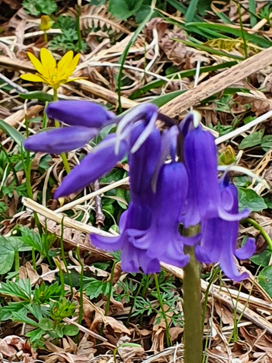 IrishRainforest's tweet photo. And, in this case, the associated flora is already there: bluebells, celandine, wood sorrel, dog-violet, primrose, anemone, pignut, and many more, all surviving away under bracken since last this was forested.

Very soon, this will be a rich woodland ecosystem once more. https://t.co/xXzSqDwFOW