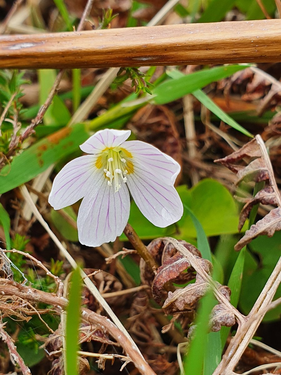 IrishRainforest's tweet photo. And, in this case, the associated flora is already there: bluebells, celandine, wood sorrel, dog-violet, primrose, anemone, pignut, and many more, all surviving away under bracken since last this was forested.

Very soon, this will be a rich woodland ecosystem once more. https://t.co/xXzSqDwFOW
