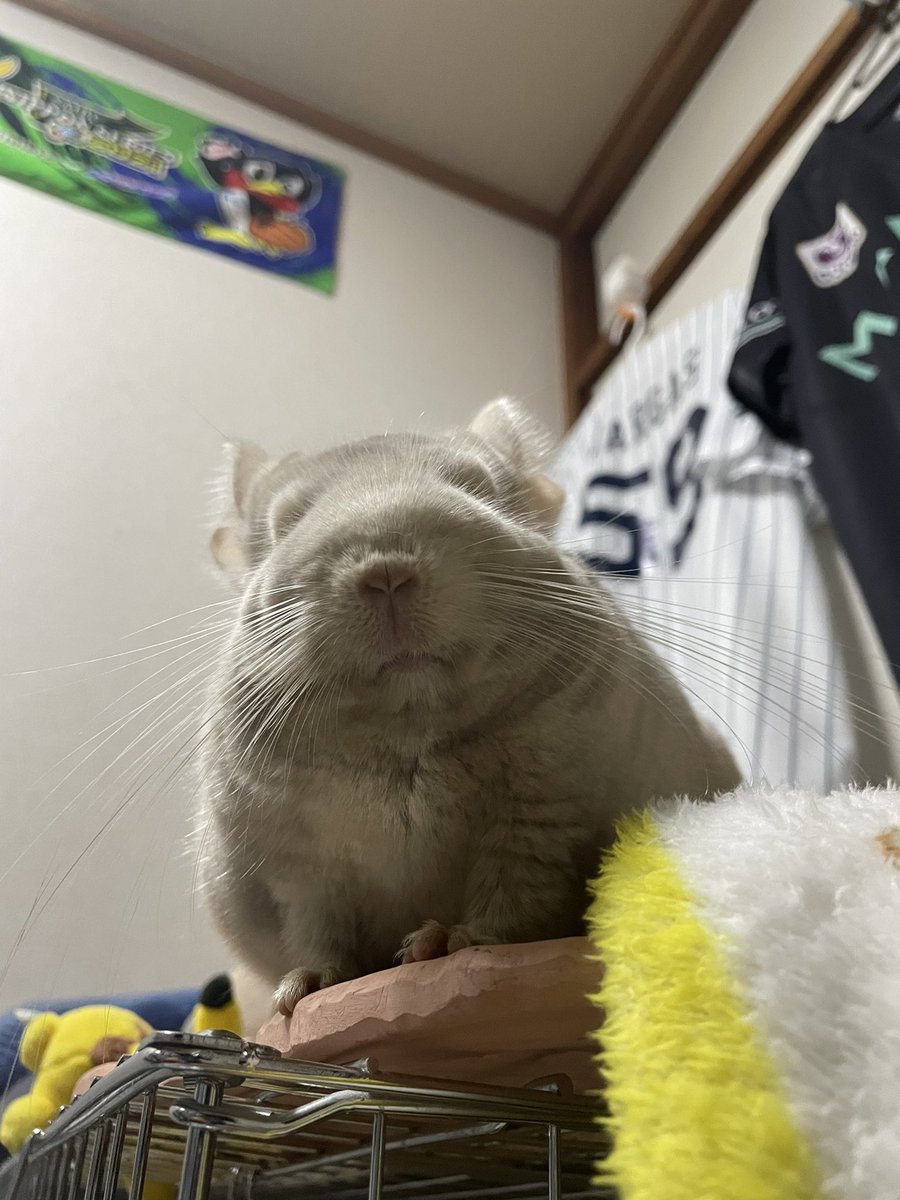 ononoimoko3772's tweet photo. チンチラは下僕を谷底に叩き落として、上がってきた下僕だけを飼い主として育てるのだ。

                                          ー民明書房

＃チンチラ https://t.co/5AoYuFvOf0