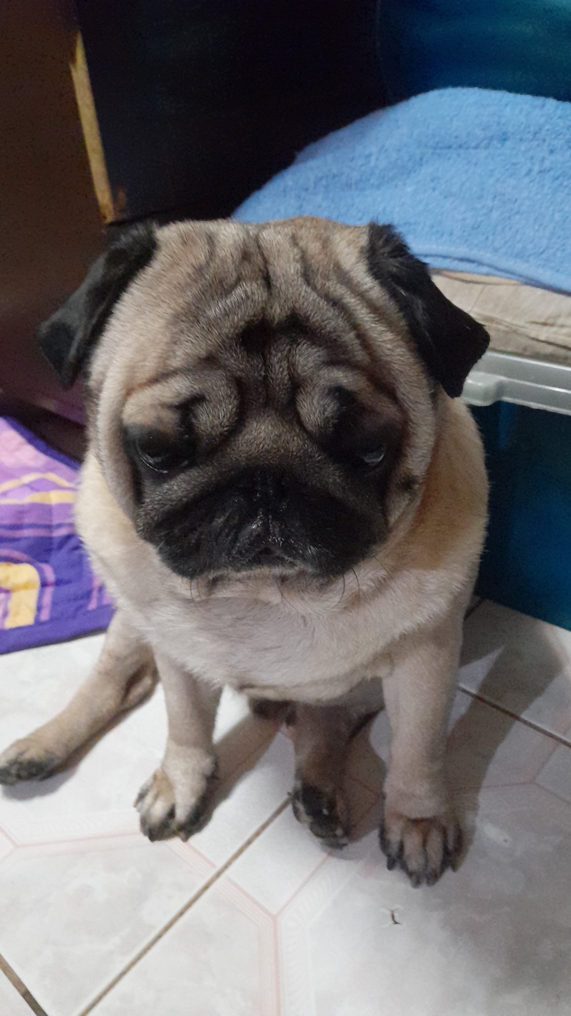 Happy birthday Rocco...
From Rock the pug...  