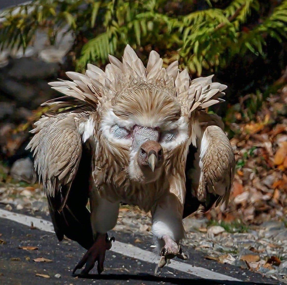 The Himalayan Griffon evolved fake “eyes” to simulate a much larger bird.

Always look closer and challenge your assumptions.