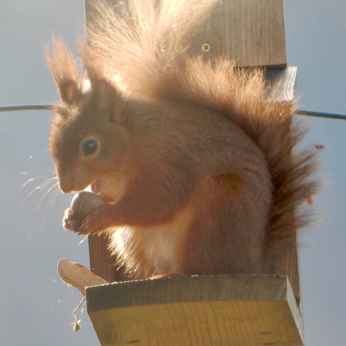 UllswaterFelt's tweet photo. #FridayFeeling  Breakfast! #redsquirrel #redsquirrelsofCumbria @NTUllswater @lakedistrictnpa https://t.co/XLF5uqCdZn