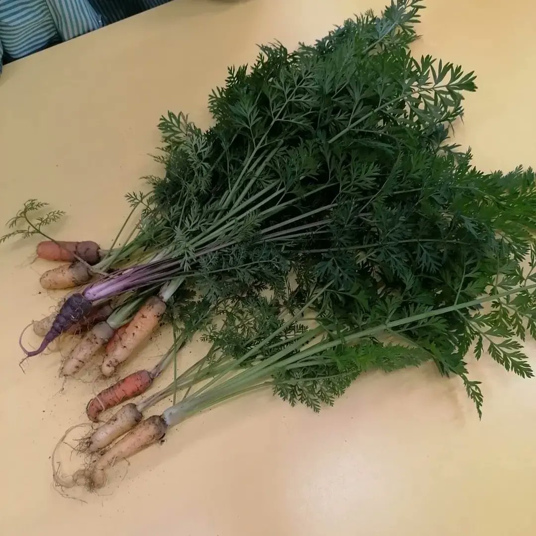 revolucio_verda's tweet photo. A #P5 han collit les pastanagues i se les han menjat totes... Que bona és la verdura de proximitat #superavi #EscolesSostenibles @escolesXESC @ecoFEP @eco_FEP @esenred21 https://t.co/nqt3gHuxu5