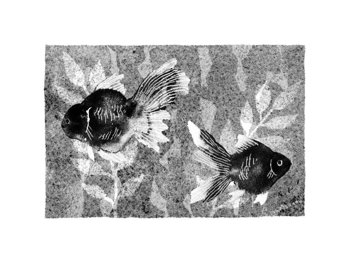 金魚

#いっぴん七十二候 #illustration #イラスト #watercolor #透明水彩 