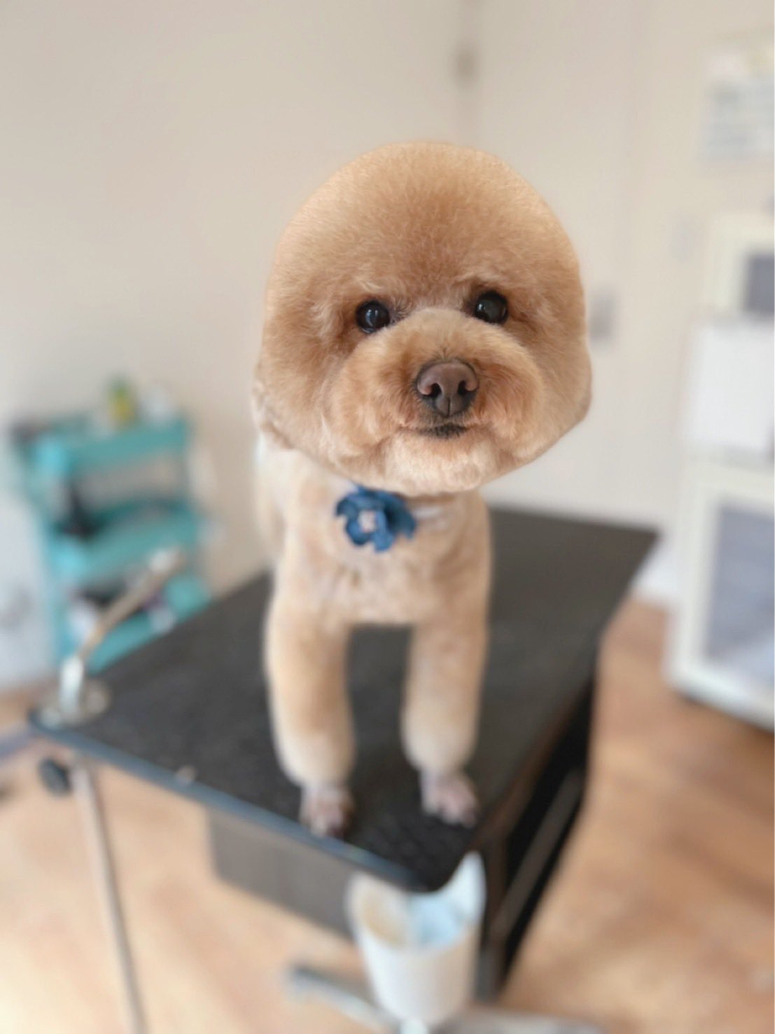 We Are Sabu Hana ふわふわメンテナンス 完了 𖤐 トイプードル アフロ犬 トリミング T Co Wwpm4bb9nk Twitter