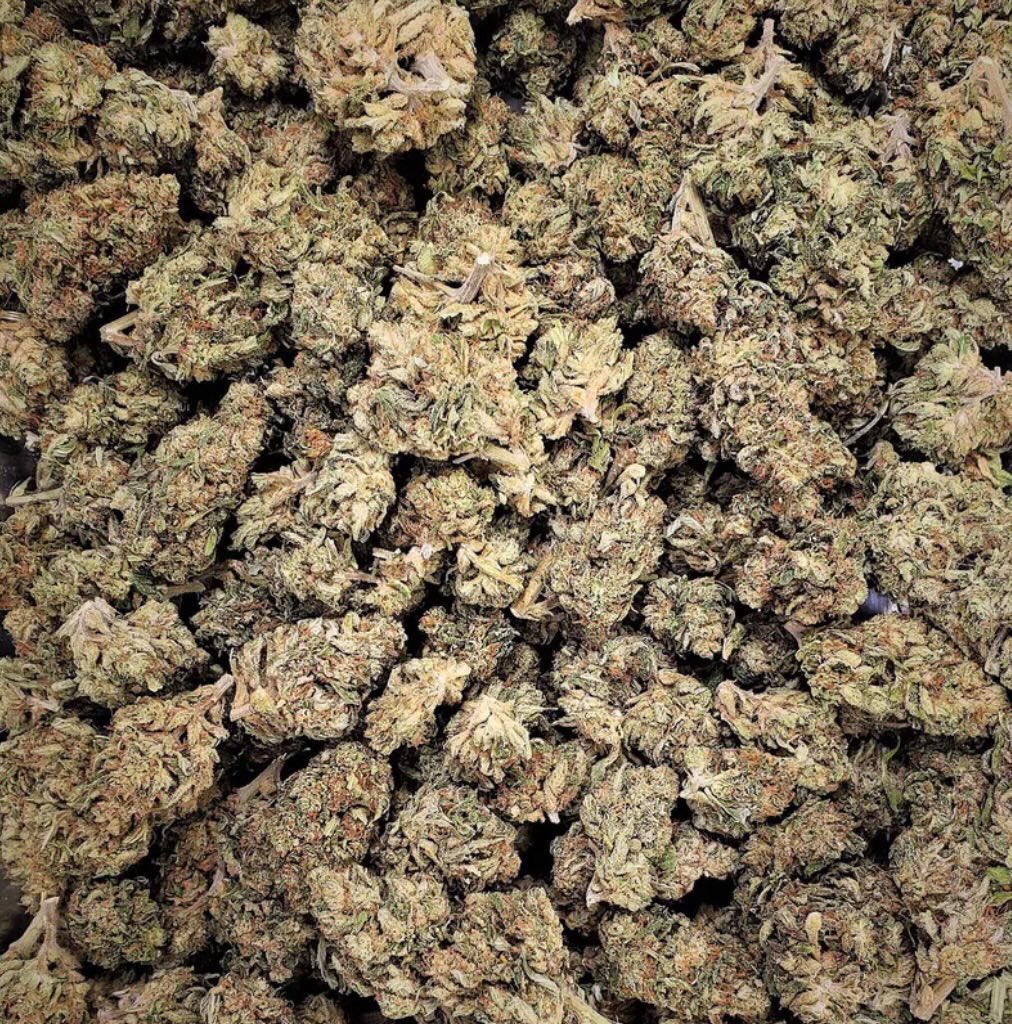 DP Kush tweet media