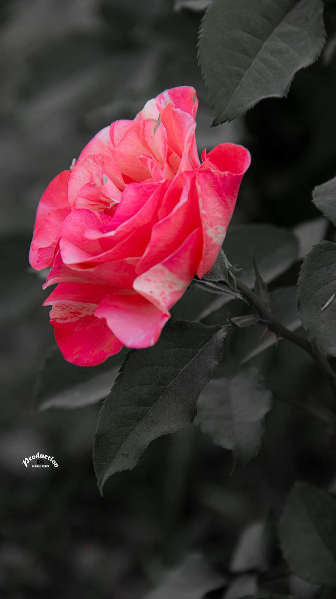 AinnaArmstrong's tweet photo. I'd @AinnaArmstrong 
#NatureBeauty #nature #naturelovers #photography #photooftheday #photo #Trending #NEW #follow #share #flower #globalreach https://t.co/Wtip64zrOF