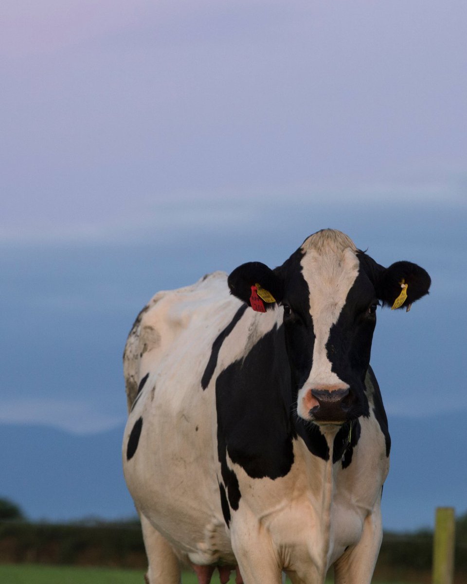 This #EarthDay 🌍 we are grateful to our Kerrygold farmers for their commitment to Ireland's Sustainable Dairy Assurance scheme and of course for our beautiful cows.