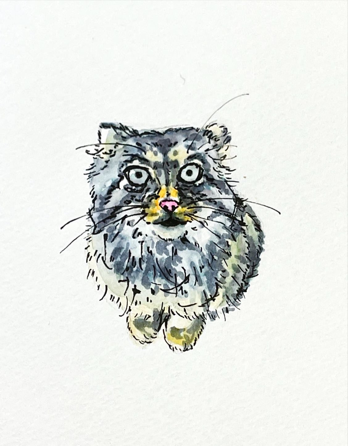 マヌルネコイラスト Twitter Search Twitter