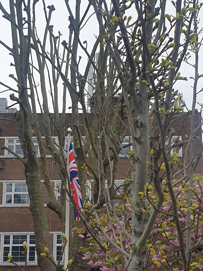 <a href="/ConservationFdn/">The Conservation Foundation</a> our Elm (planted last year) is in bud, pictured yesterday on Her Majesty's birthday