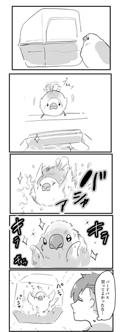 お風呂好きすぎる #文鳥 