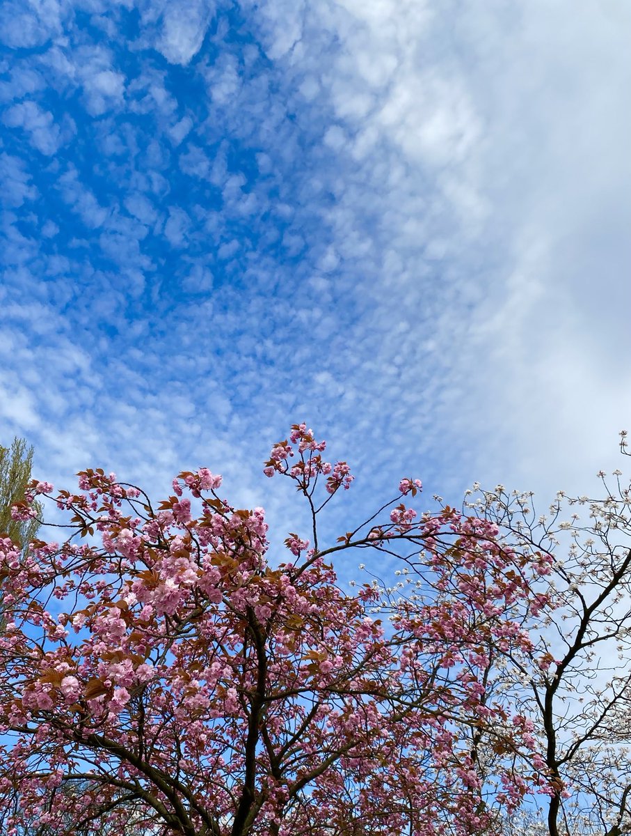 In der #Mediation sehen wir die Wolken und den blauen Himmel. 
Lösungen sind nur vollständig, wenn sie für Sonne und Regen Vorsorge treffen… damit  Mensch und Natur aufblühen können.