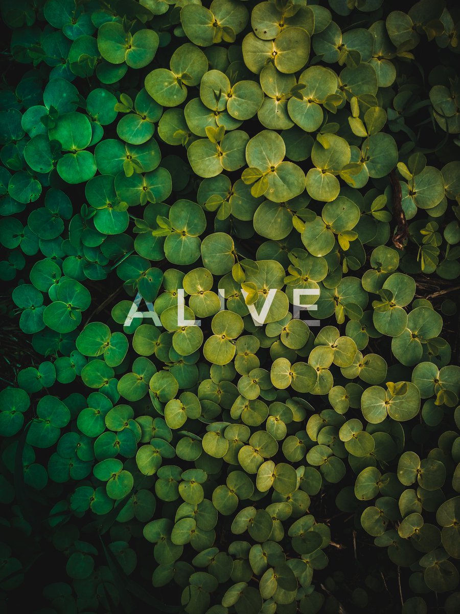 #EarthDay 
#nft
Support us
opensea.io/assets/matic/0…