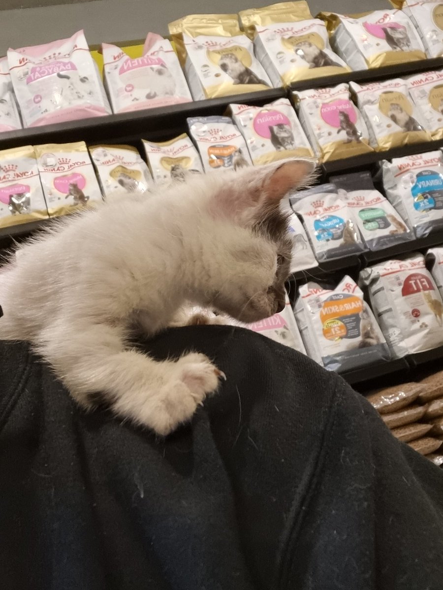 I just lost my Aoki. Fly high to paw heaven, my dear boy. Mas Nta sayang kamu. Udah nggak sakit lagi kan? Disana makanannya enak-enak kan? 😸