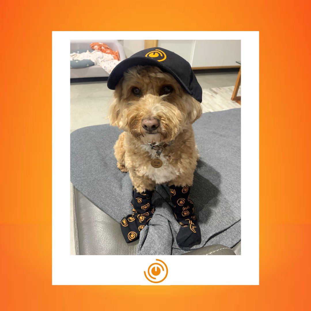 finocomp's tweet photo. Albi, the Cavoodle looking very handsome showing off some of our latest merch! 🐶
#fintech #finocomp #technology #softwaredeveloper https://t.co/IrXHaQeEaG