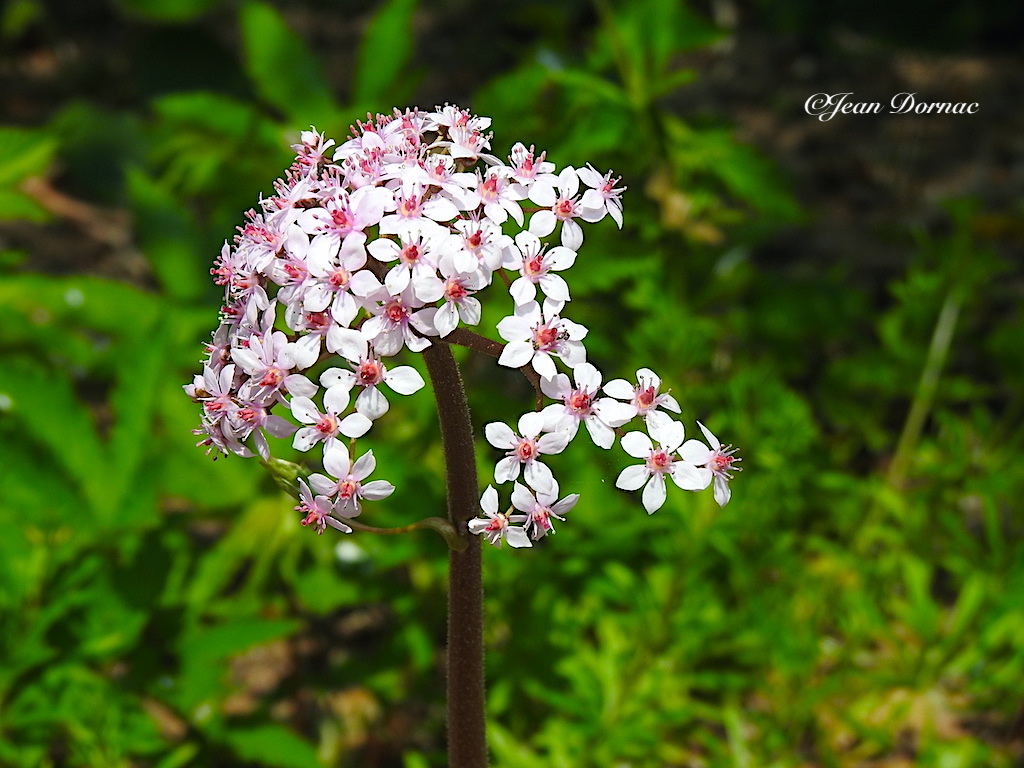 JeanDornac's tweet photo. Superbes fleurs de darmera peltata. Voyez comme chaque fleur porte en son centre quelque chose comme une délicate couronne… #fleurs #darmera #peltata #centre #délicate #couronne #parc #médiathèque #Lannion #CôteArmor #Bretagne #France https://t.co/QwhPFwbyBi