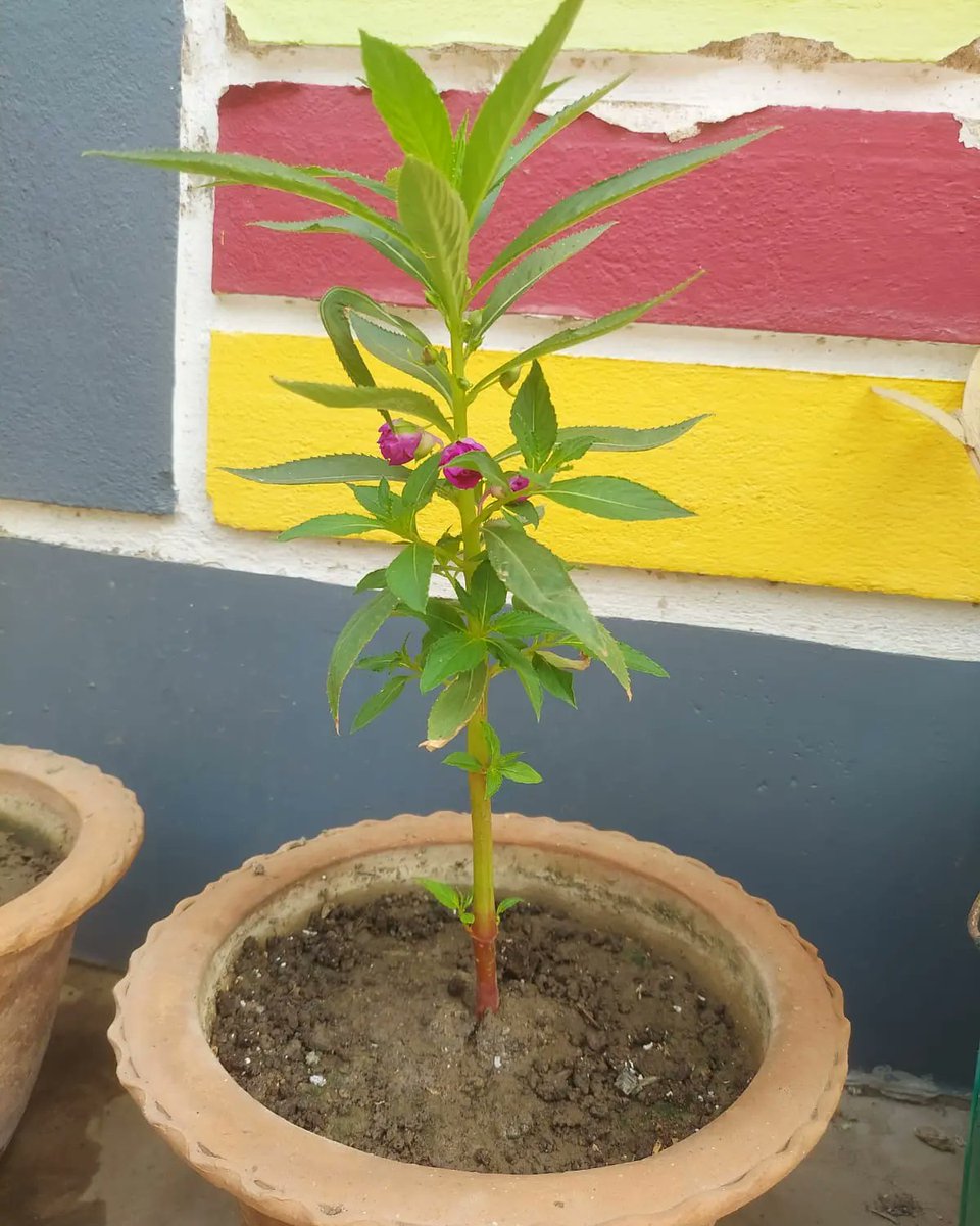 hrituchahn's tweet photo. Happy Earth Day everyone!🌏 On this beautiful day, planting a beautiful life.🌱 Will rear it as my own member. ‘Hope’ named after J-Hope. Thank you @BongoBts 
for organizing such a beautiful event.

#LetTheEarthBreathe  #bongobts #bongobtsplantationevent https://t.co/zHOq6X0MQQ