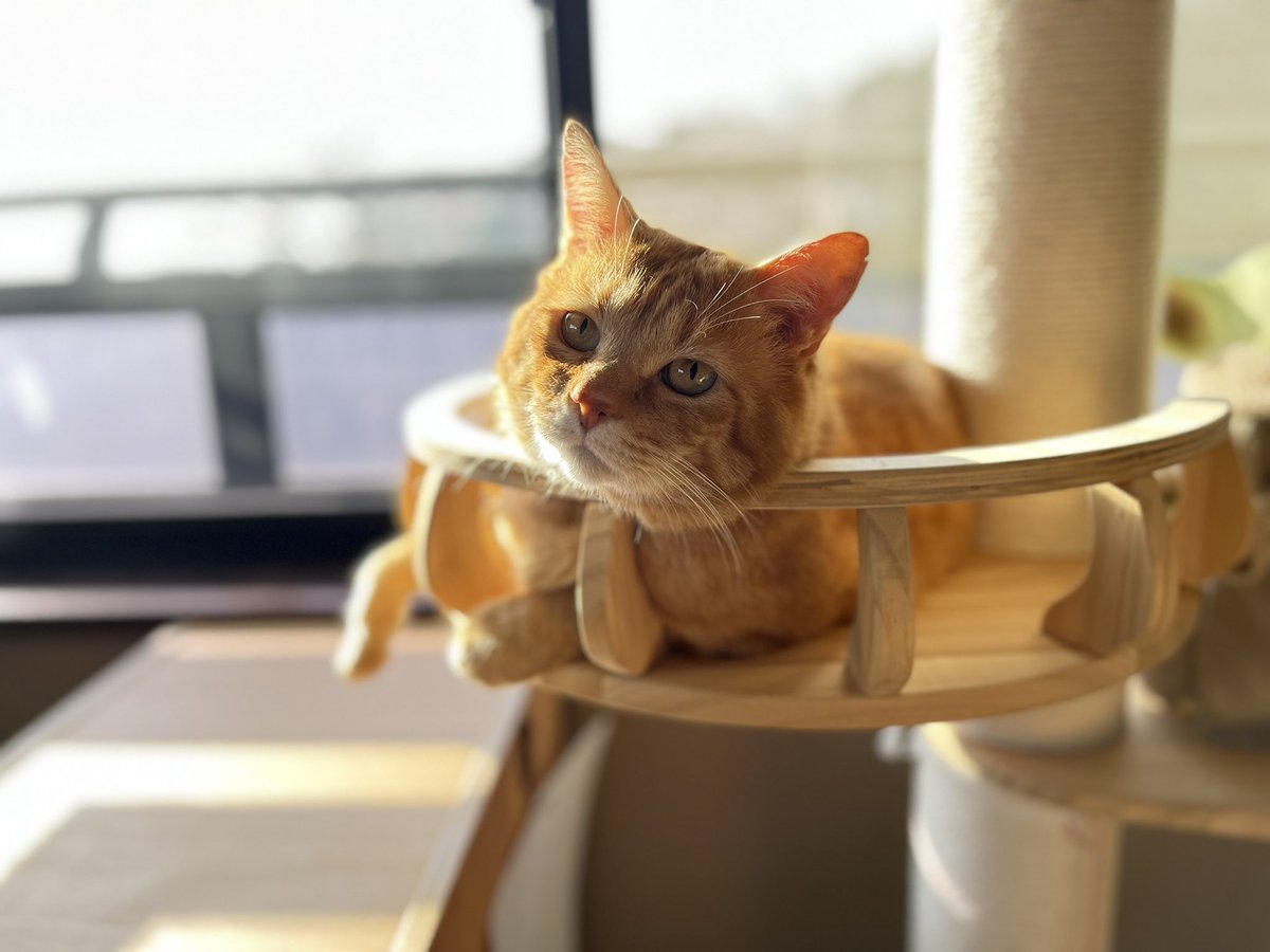 marusukecat's tweet photo. なんか用すか？
＃宗助
＃保護猫 https://t.co/WlAeugKmoH