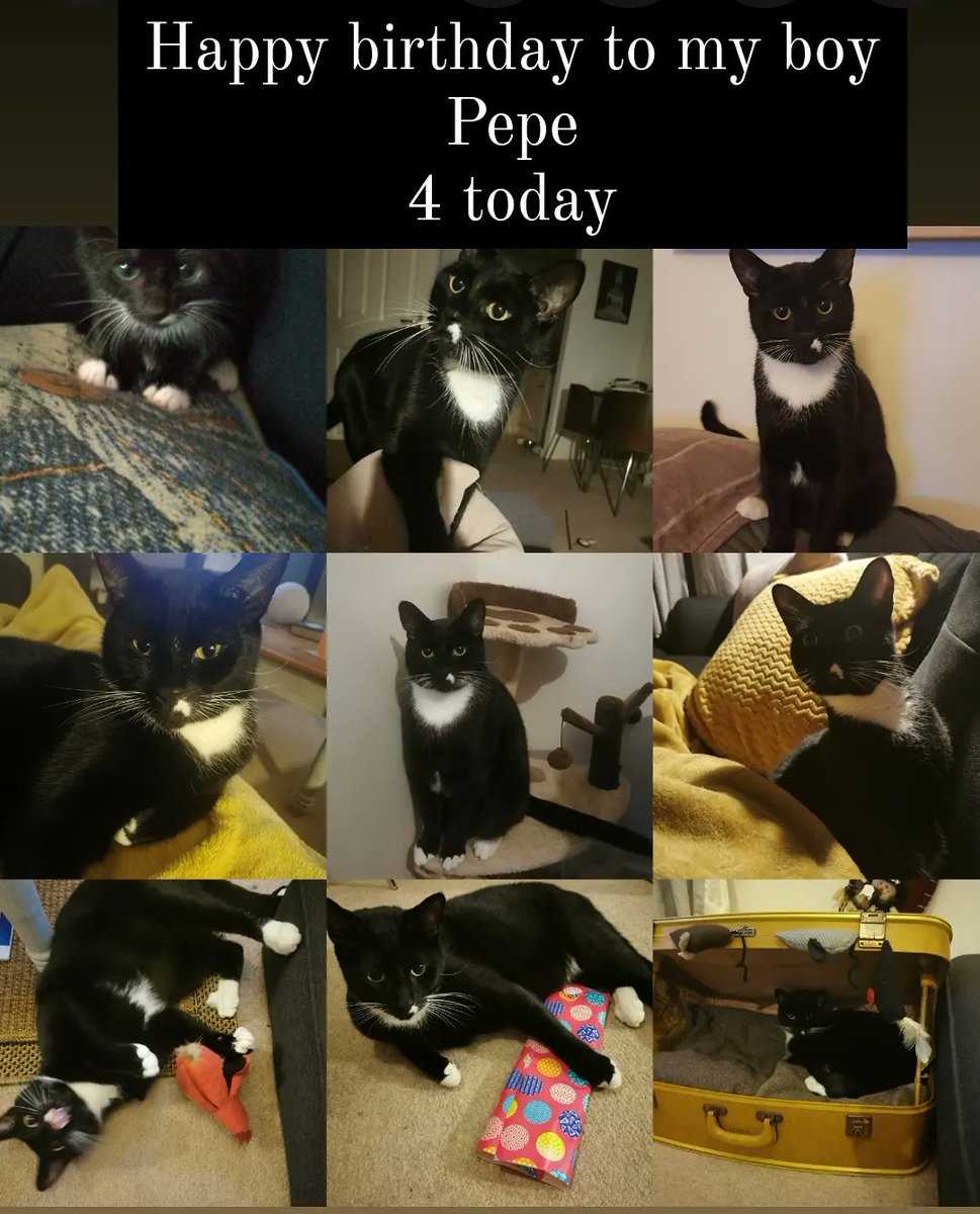 tashblove87's tweet photo. Happy birthday to my boy Pepe!! He is 4 today..how time flys.... He can be a nightmare but love him❤️ I've worked out he's the perfect boy to let me know if a guy is good or bad just got to pay attention #cat #birthdayboy https://t.co/Tj1Y9FLFGC