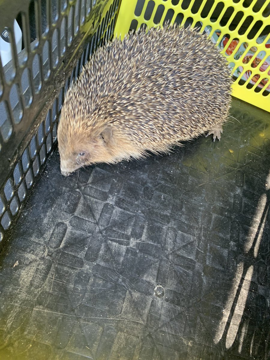 AzimutWan's tweet image. Je me suis fait un copain aussi piquant que moi 🥰😍😍

Par contre @dame_boulette m’a maudit de l’avoir mis dans la voiture 😂🙄