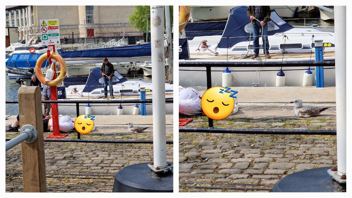 TheVideoChris's tweet photo. If only they knew how close they were to having a pet seagull. https://t.co/OVjSbNl5gs