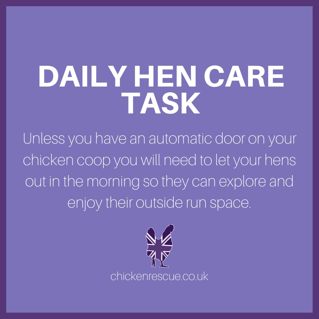 There are a few care tasks you'll have to perform every day! One example is letting your hens out of their coop in the morning! Be sure you meet any current avian influenza regulations to keep your chooks safe. 
#chickenrescueuk #chickenrescue #rehomingchickens #rescuechickens