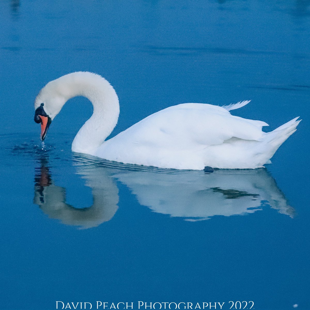peachparking's tweet photo. Earth Day 2022. Take time to reflect 🌍💚
#EarthDay2022 #reflection #PlanetEarth #biodiversity #nature #conservation #oneworld https://t.co/wvUn8z4XLA