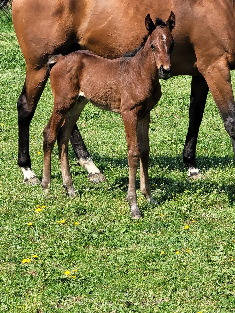 Our firt  #foalfriday  photo, filly by ARDAD from MAMA ROCCO (by Shirocco) close related to GR1 Winner ASTERIX.