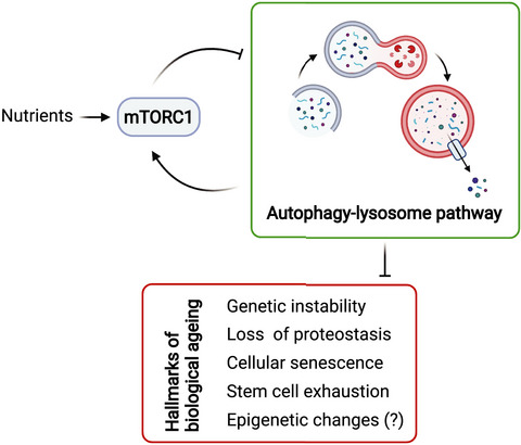 FEBS Open Bio (@febsopenbio) on Twitter photo 🆕Review on mTOR–lysosome & ageing
This review examines the bidirectional relationship between mTORC1 & the #lysosome and how #mTORC1 inhibition + activation of the #autophagy–lysosome pathway can slow the molecular hallmarks of #ageing
🔓buff.ly/3juXTUd <a href="/Celia_Fourrier/">Dr Célia Fourrier</a> 🆕Review on mTOR–lysosome & ageing
This review examines the bidirectional relationship between mTORC1 & the #lysosome and how #mTORC1 inhibition + activation of the #autophagy–lysosome pathway can slow the molecular hallmarks of #ageing
🔓buff.ly/3juXTUd <a href="/Celia_Fourrier/">Dr Célia Fourrier</a>