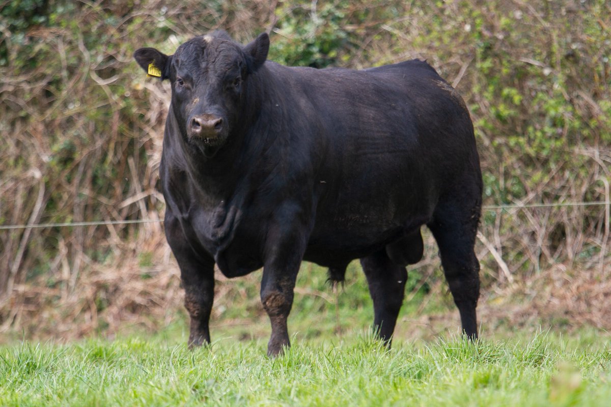 GarrettBehan1's tweet photo. Two Angus bulls for sale.
5 star bulls. Easy calving.
Sired by Mogeely Joe Both dams are by SAV Brave out of Netherton Frances K550.
2.1% calving Beef cows 2.5% calving dairy cows.
5 star terminal beef and dairy beef
2.5 times average for breed carcass at +15.6kg.
5 star milk. https://t.co/zTqXhxTLEm