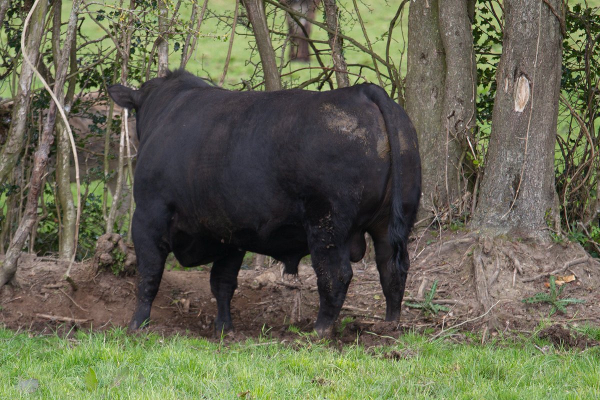 GarrettBehan1's tweet photo. Two Angus bulls for sale.
5 star bulls. Easy calving.
Sired by Mogeely Joe Both dams are by SAV Brave out of Netherton Frances K550.
2.1% calving Beef cows 2.5% calving dairy cows.
5 star terminal beef and dairy beef
2.5 times average for breed carcass at +15.6kg.
5 star milk. https://t.co/zTqXhxTLEm