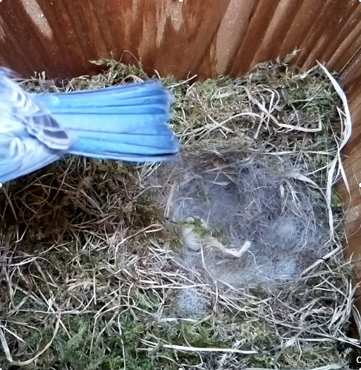 CornwallBob's tweet photo. First egg of 2022.... 😀 https://t.co/5HBJMcFkG7
