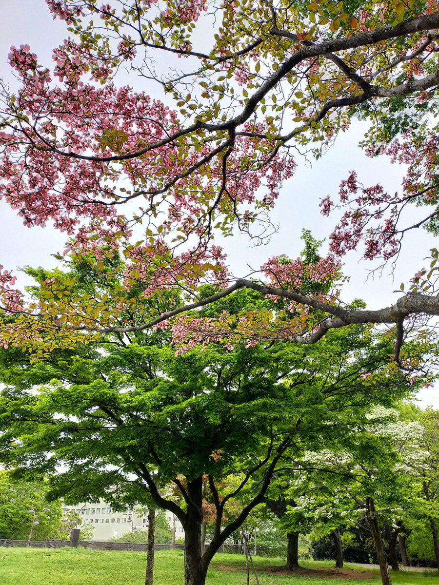 lirelejapon's tweet image. Bon vendredi, bon weekend ! Il fait chaud aujourd'hui à Tokyo !