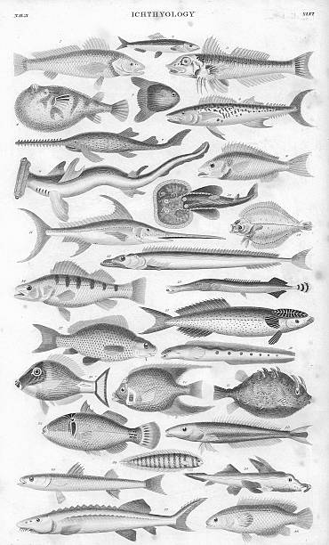 #OceanAsGaeilge 🌊🇮🇪

The Irish for 'ichthyology' is 'iasceolaíocht'! 

'Iasc' = 'fish' agus 'eolaíocht' = 'science'. 🐟🧑‍🔬