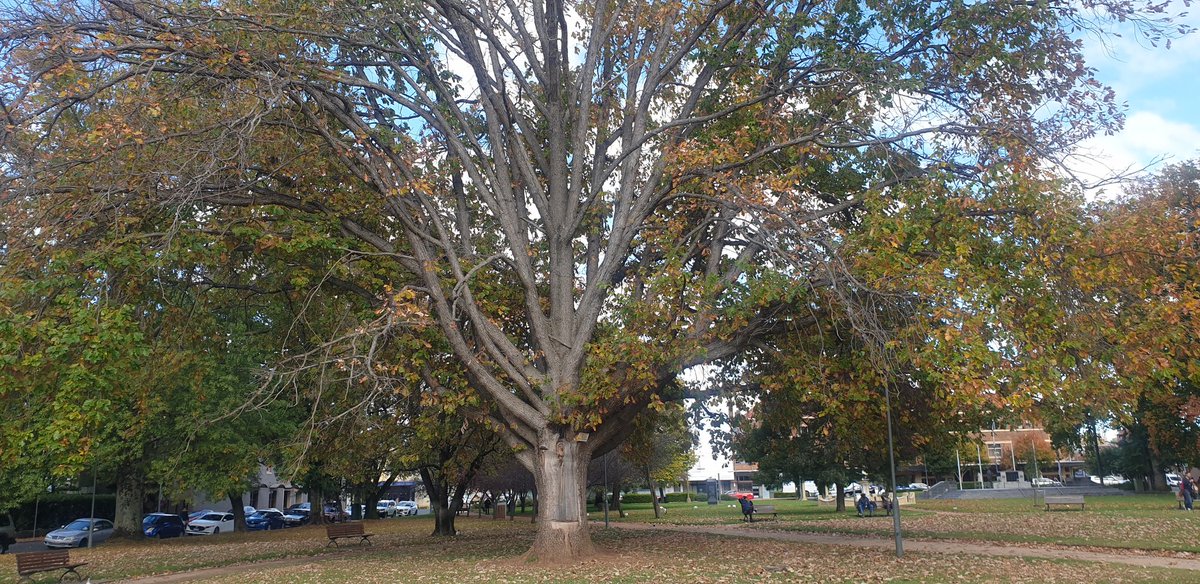 Planted in 1953, Orange NSW💚🌳
