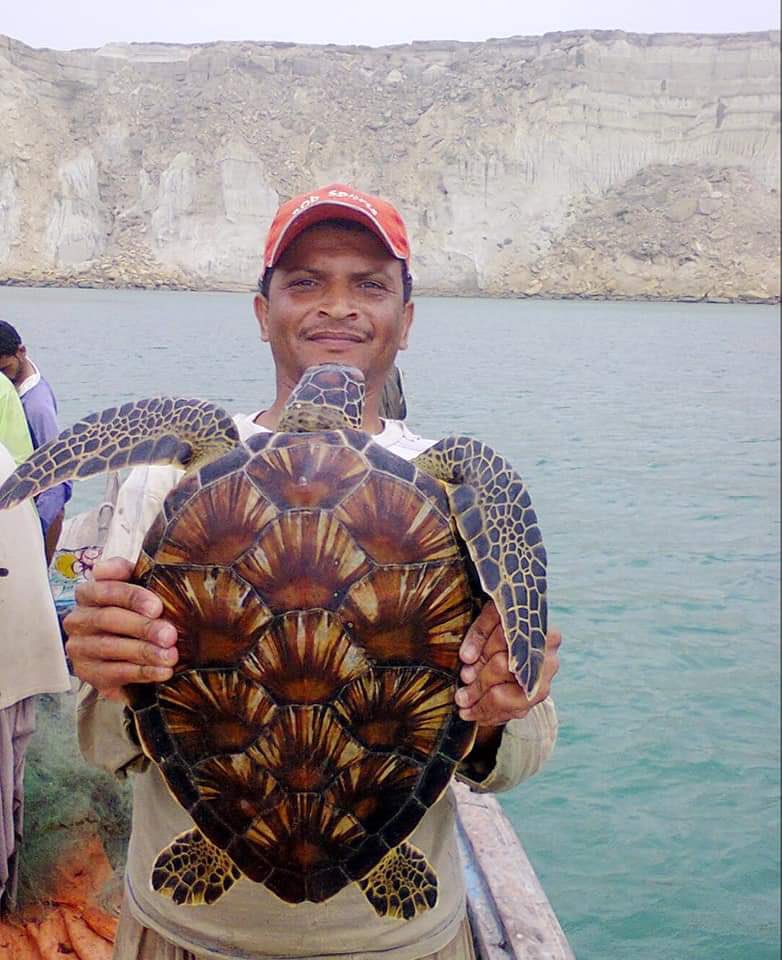 Local fisher Safely releasing sae turtle ( Green Sea-turtle) caught as fisheries bycatch is a good reflection of conservation efforts/messages being disseminated by conservation organisations like WWF and IUCN Pakistan. These local heroes need to be encouraged and recognised WWF-