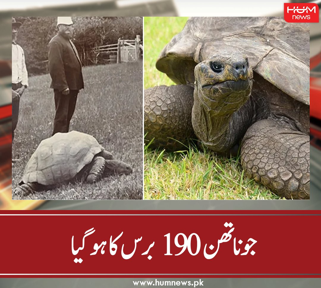 humnewspakistan's tweet photo. جوناتھن 190 برس کا ہو گیا
تفصیل پڑھیں: https://t.co/kwxkDzNr4b
۔۔۔۔۔۔۔۔۔۔۔۔۔۔۔۔۔۔۔۔۔۔۔۔۔۔۔۔۔۔۔۔۔۔۔۔۔۔۔
#HumNews #Turtle #Oldest #Jonathan #animal #Guniess #WorldRecord https://t.co/MgRSLo5t4W