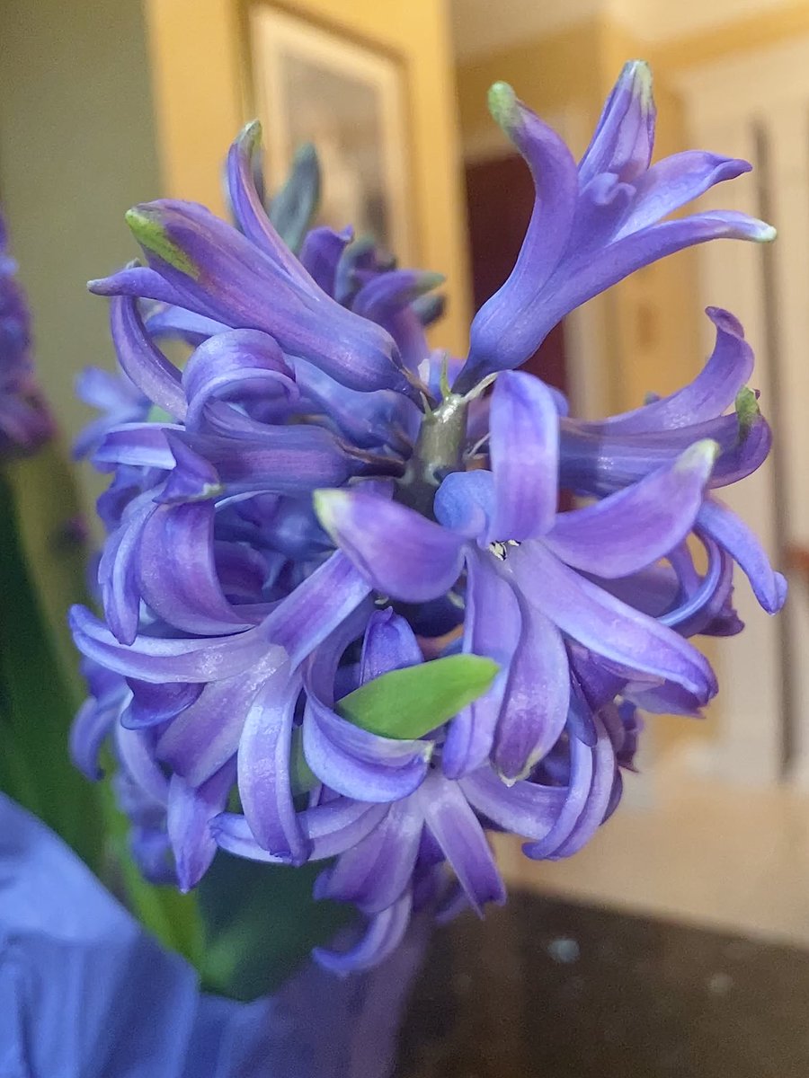 #FlowersOnFriday #EarthDay2020 
Theme is ‘Flower Close up’ of my purple Hyacinths #Flowers  #Gardening #Peace and Stay safe everyone.