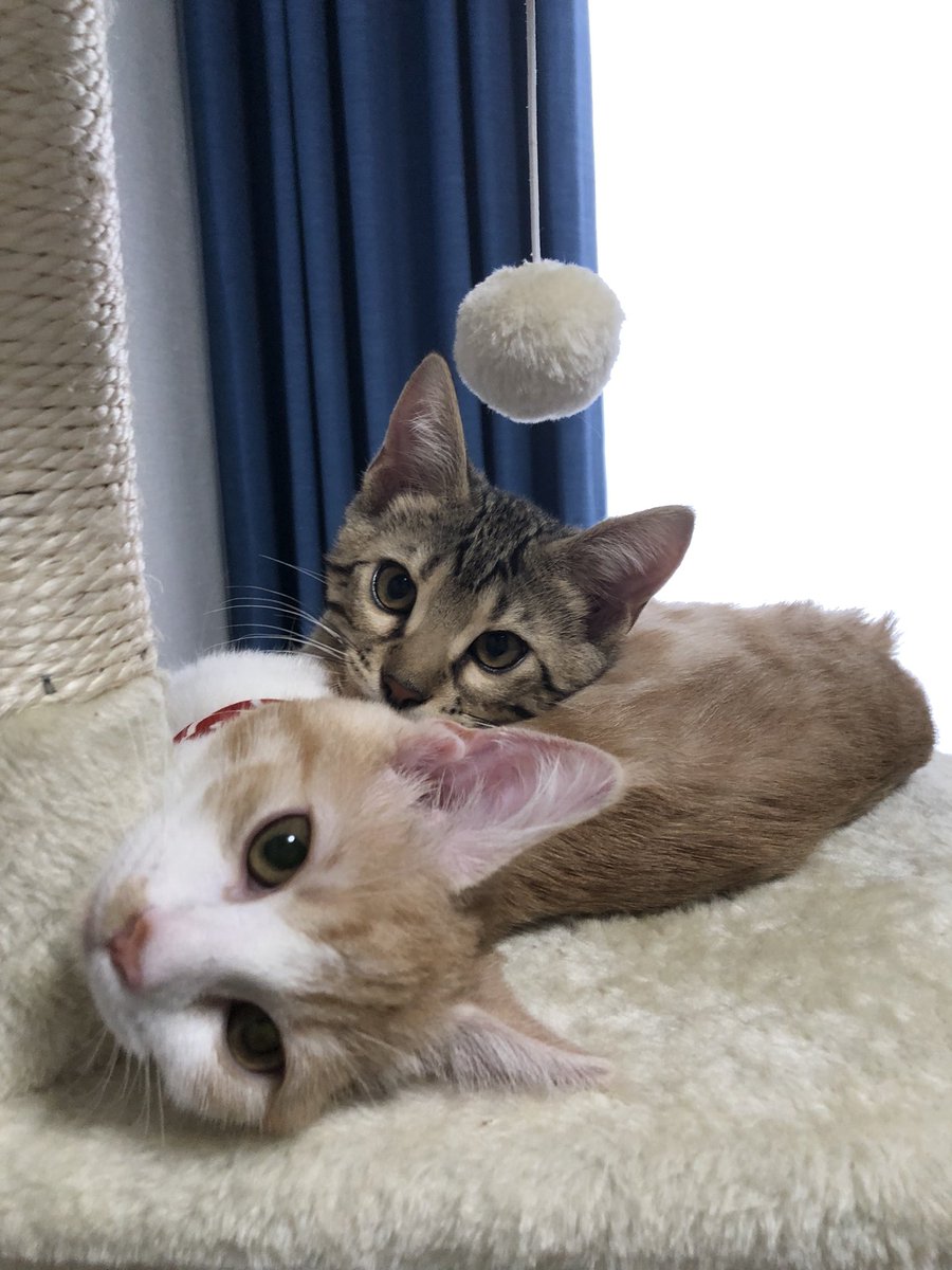 amp10cha's tweet photo. ペットを載せるアカウント✌️
🐱ひまわり
🐱たいよう
🐱コハク
🐱コルク
🐶モナカ https://t.co/7i8cBywO6H