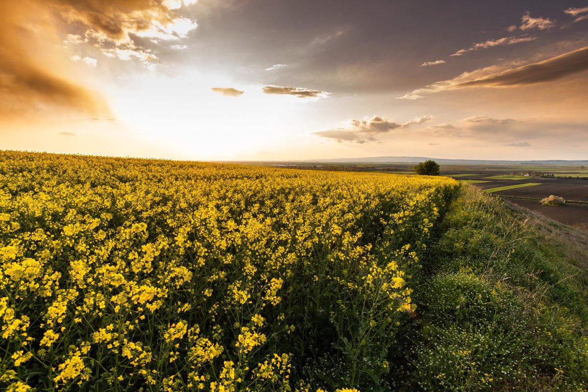 AirbusSpace's tweet photo. Seeing red for a greener world 🌍
The agricultural 🌾 industry faces significant challenges. #InvestInOurPlanet also means gaining a better understanding of agriculture &amp; taking a forward-looking approach to anticipate problems before they materialise. 🚜
⬇️THREAD⬇️
#EarthDay2022 https://t.co/ux34aoduA7