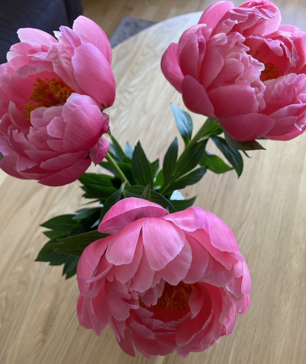 On se vaan niin upea,lempikukkani pioni#pirkkatuotteet <a href="/seppala_suvi/">Suvi Seppälä</a>