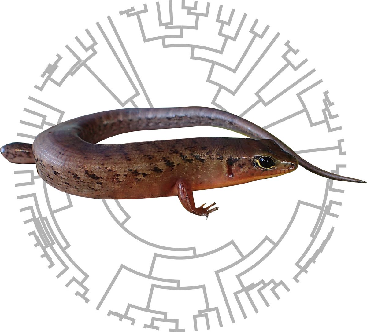 📢PhD alert📢 1 week to go to apply for our PhD position to study the evolutionary relationships of skinks. 

The PhD will build a robust phylogeny from freshly collected sphenomorphin tissue samples and museum samples (applying a historical DNA (museomics) approach). 1/2